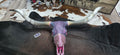 Pink Gator Lady